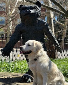 White golden retriever in front of a bear statue.